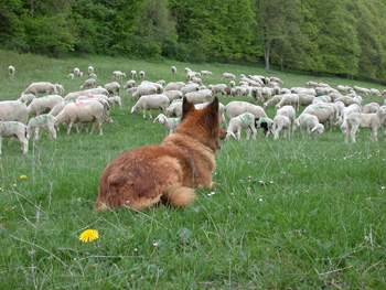 Merinoschaf